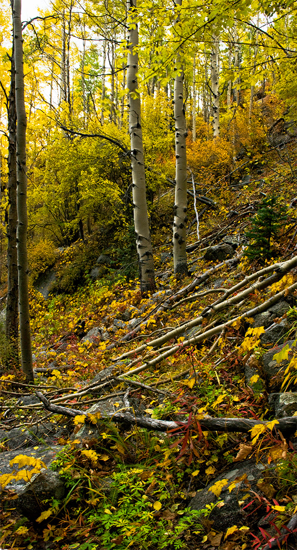 Two quaking aspens with their white bark, stand framed by fall yellows and oranges