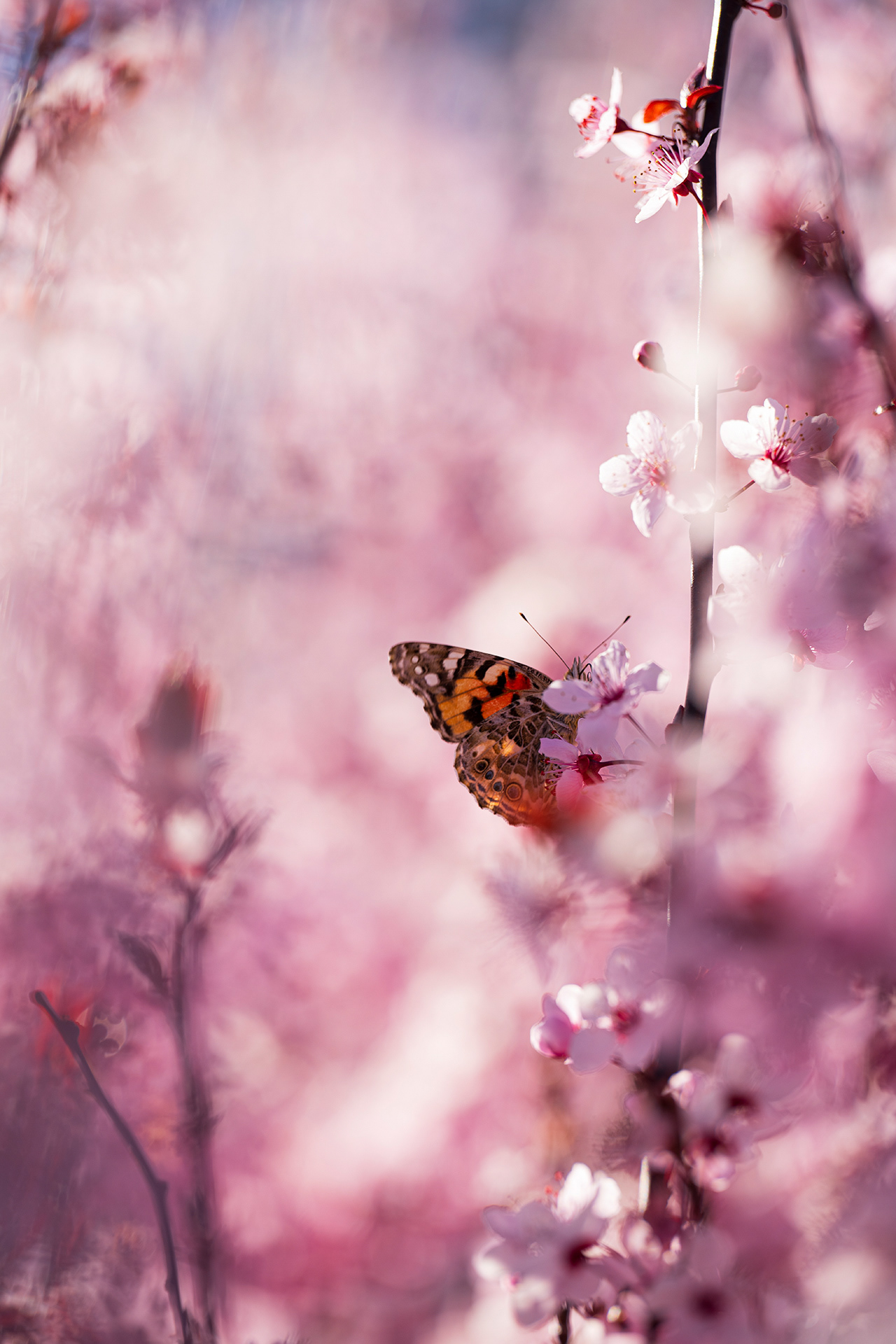 A Painted Lady butterfly feeding amongst the flowers of a Prunus tree.  The foreground and background are blurred to a creamy whitish pink framing the intricate pattern of orange grey and white on the butterfly's wing.