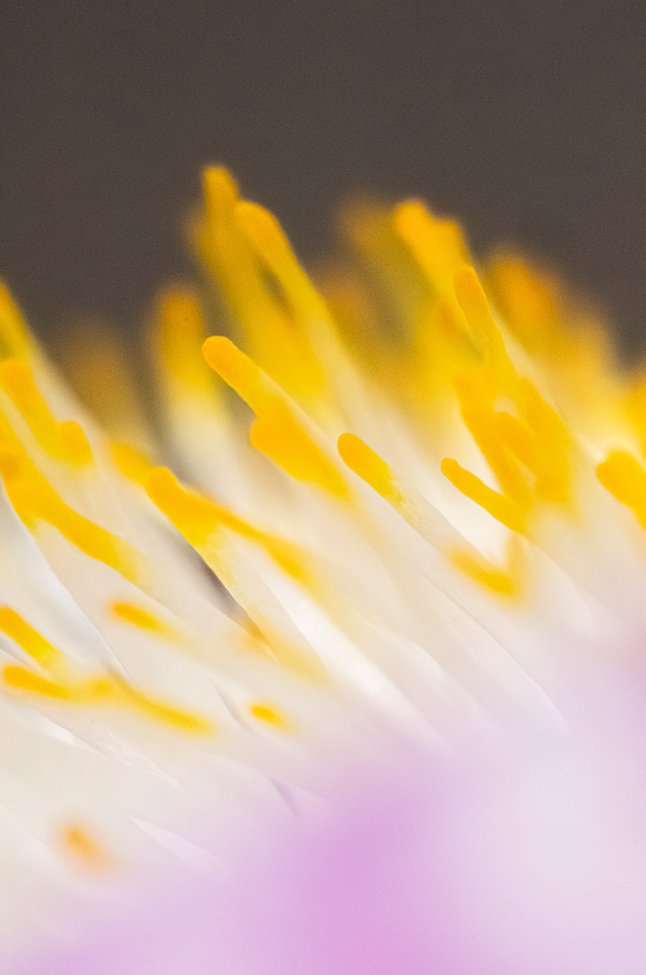 Like sea anenome, the golden white stalks of a bearded iris stand above the purple fall in this very close macro image.