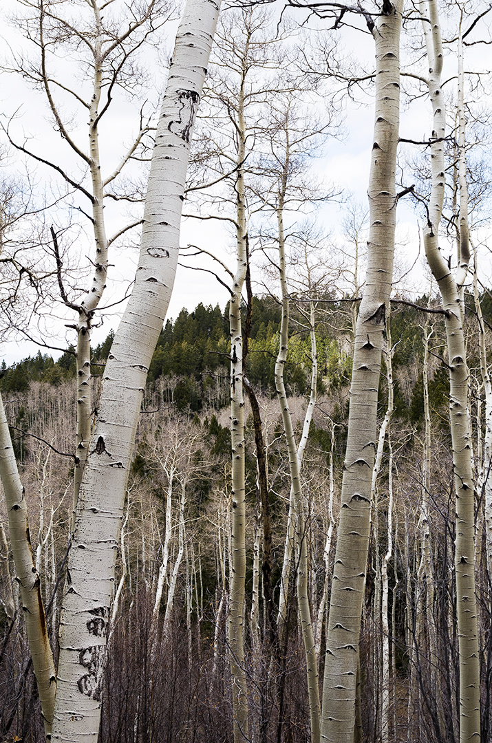 A grove of quaking aspens illuminated in patches of white on a hazy overcast day contrasted against the dark greens of pines along a ridge