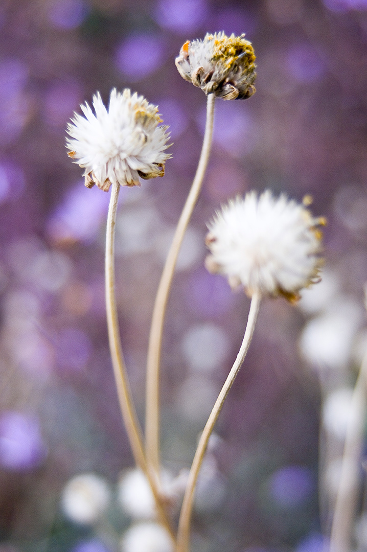 curvilinear stalks with dried white flower heads rise into focus amidst a background of purple aster