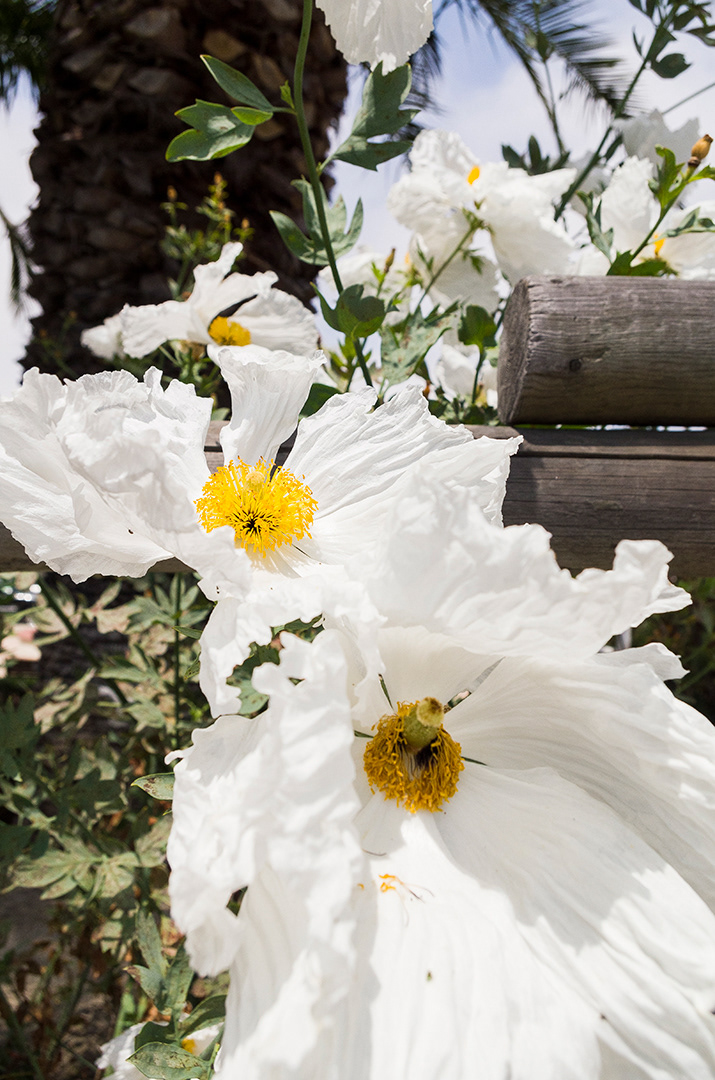 A cascade of white poppies with brilliant yellow stamens and pure white ruffled crepe paper petals
