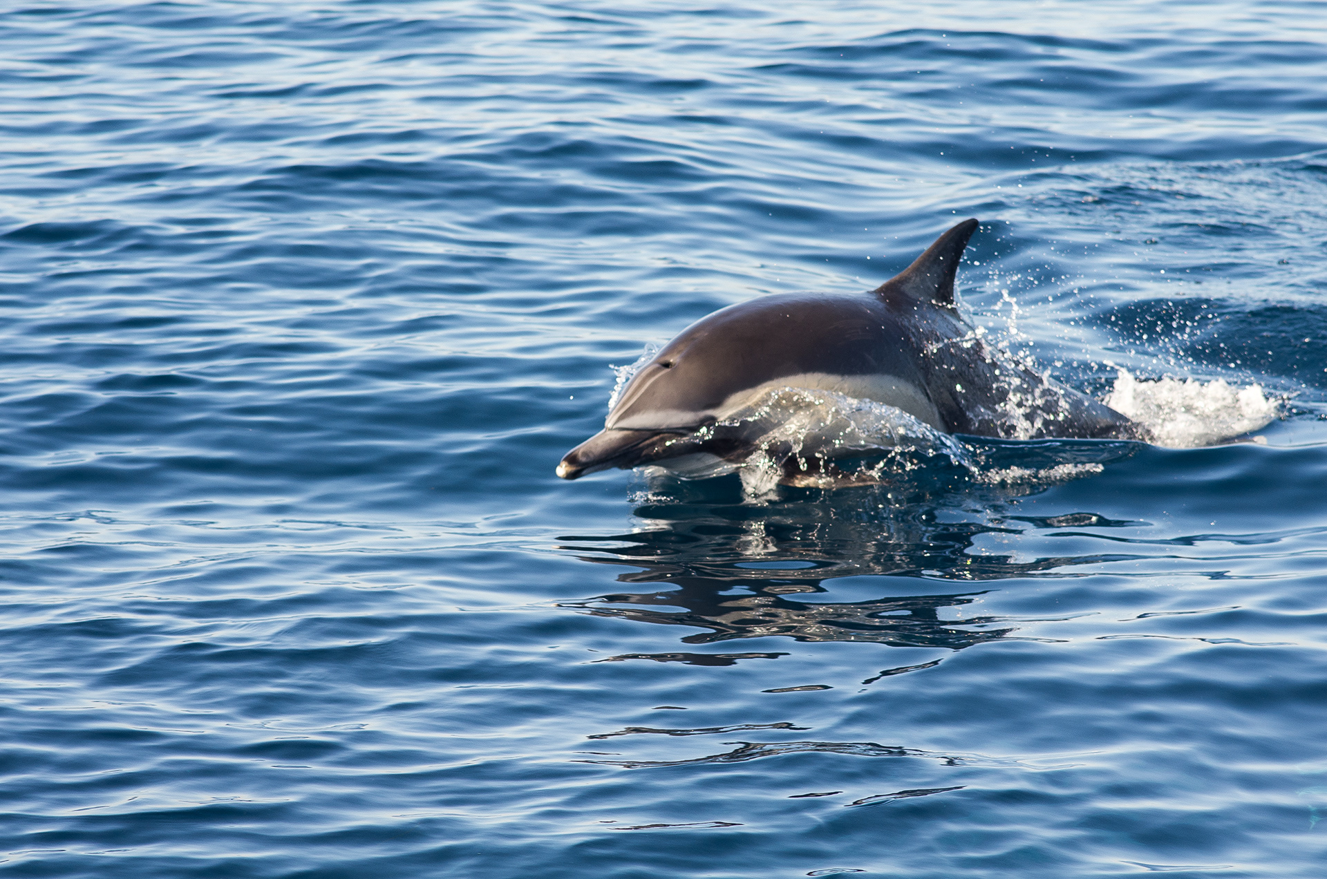 a Long-beaked Common dolphin breaking through the water with glassy droplets sprayed along their sides in a ocean of subtle uncapped waves