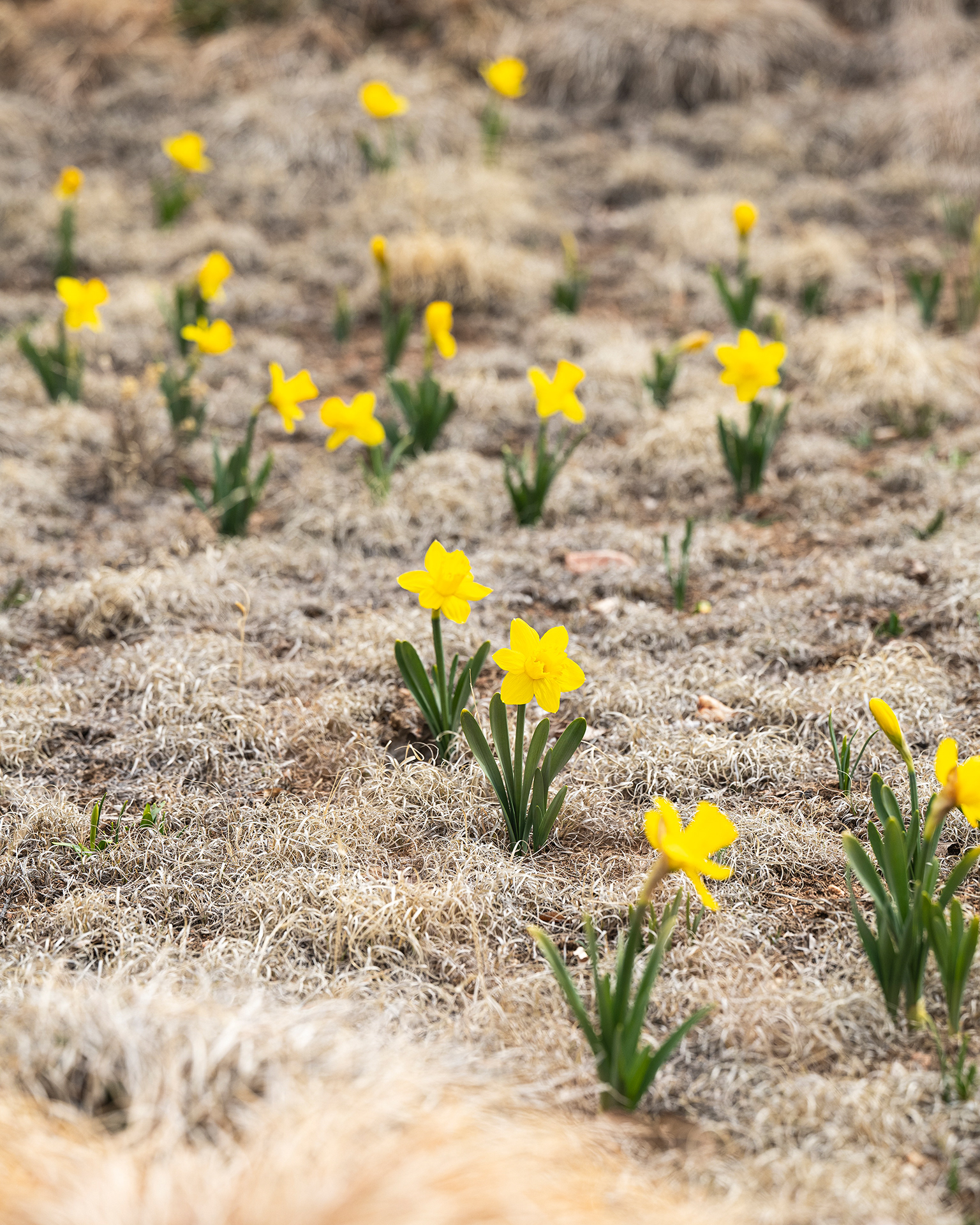 A meadow garden dotted with daffodils and covered in dormant warm season grass.