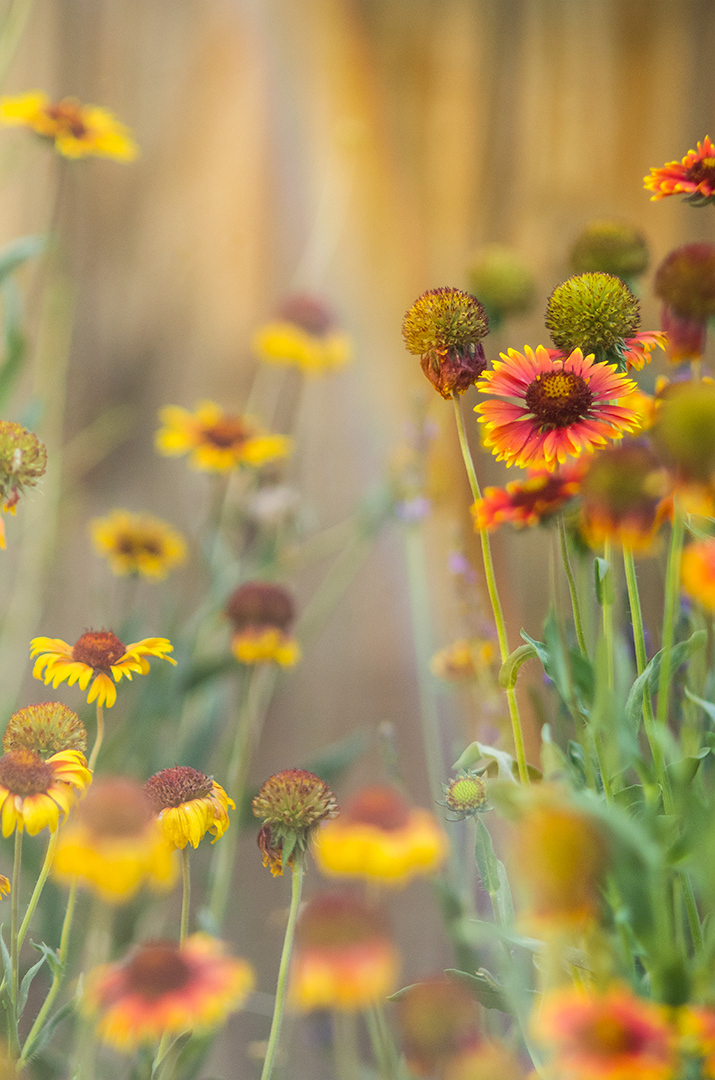 A fully open Firewheel, yellow on the outside and red towards the center, leans along the curve of a rainbow with yellow Firewheels leaning to the inside of the rainbow