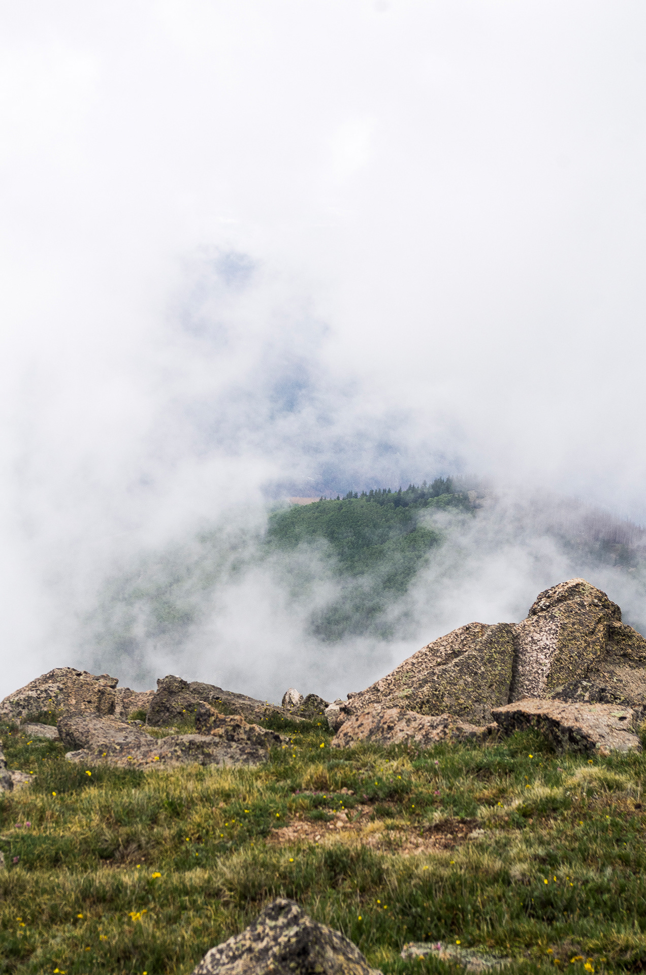 A foreground of stones, alpine grass and wildflowers frames a break in the low passing clouds, showing the mountain forest beyond.