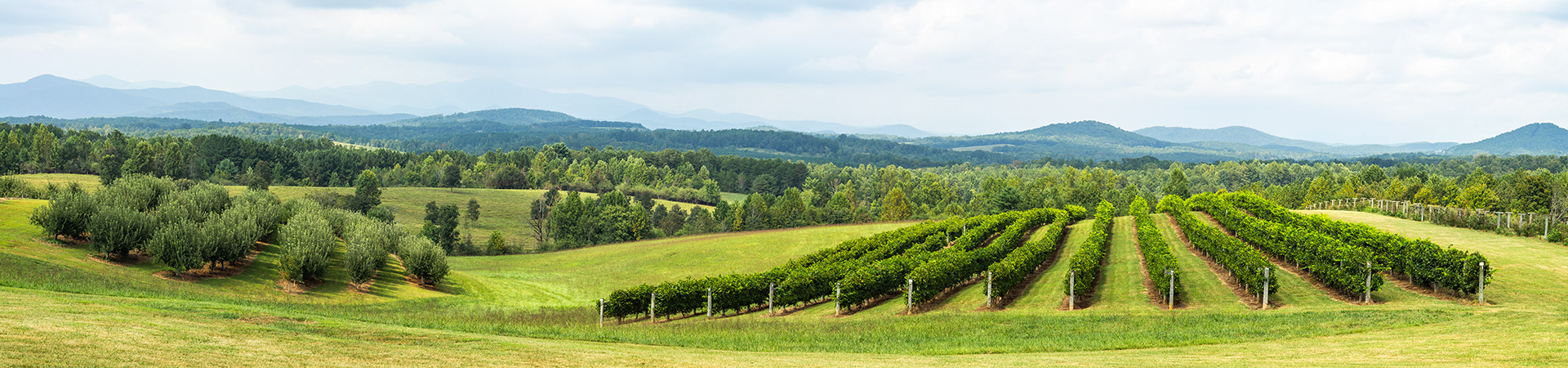 A healthy apple orchard and vibrant vineyard both recede towards forested hills dappled with sunlight that lead to the hazy blue mountains on an overcast day