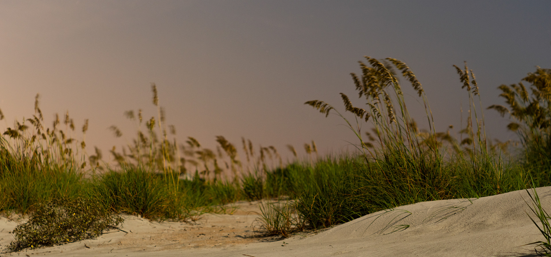 Sea oats blowing in the breeze on a full moon, the glow of the city lights tinge the sky orange
