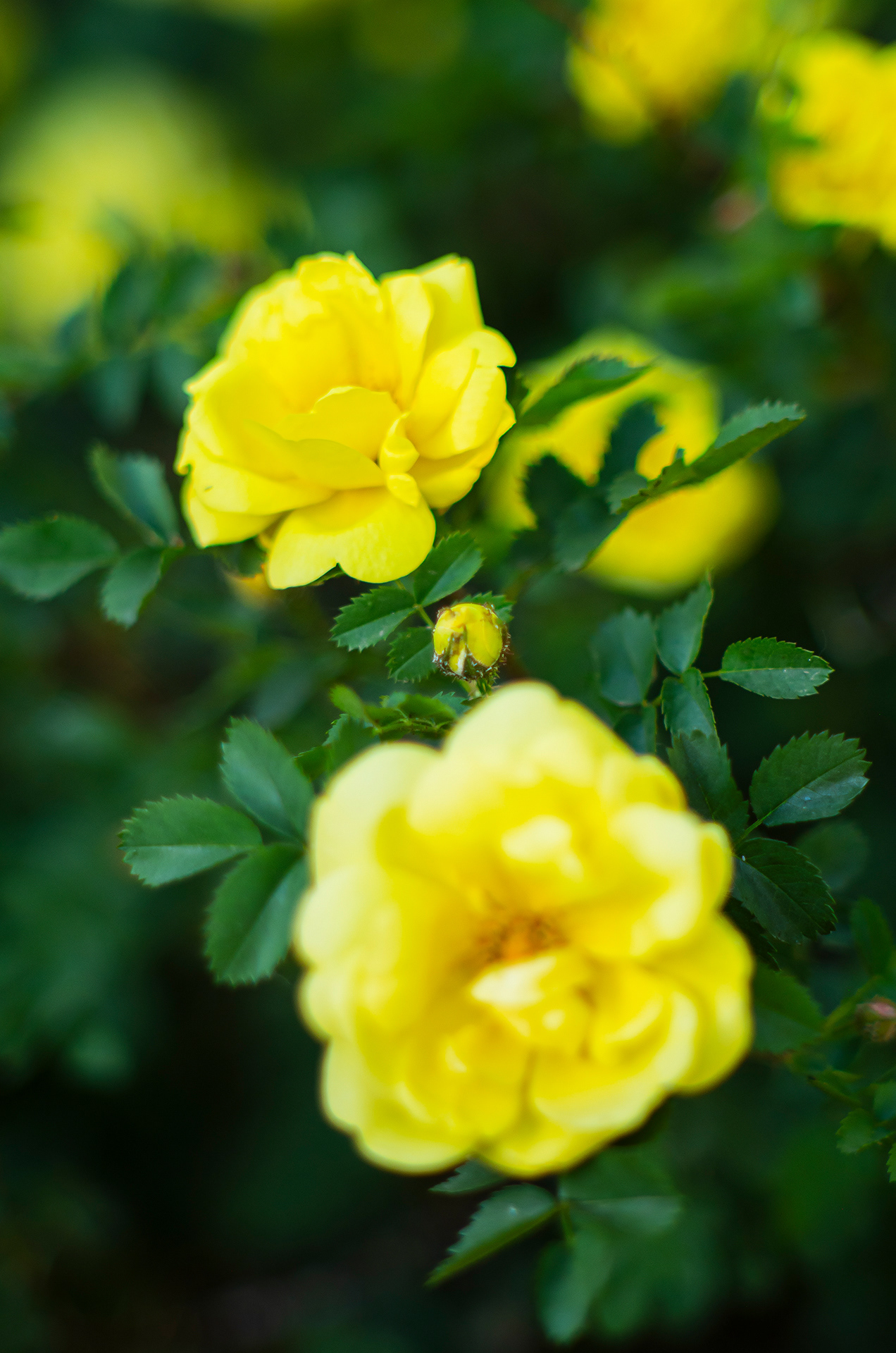 Two Rosa 'Harison's Yellow' flowers among a dreamy blur of shadowy green.