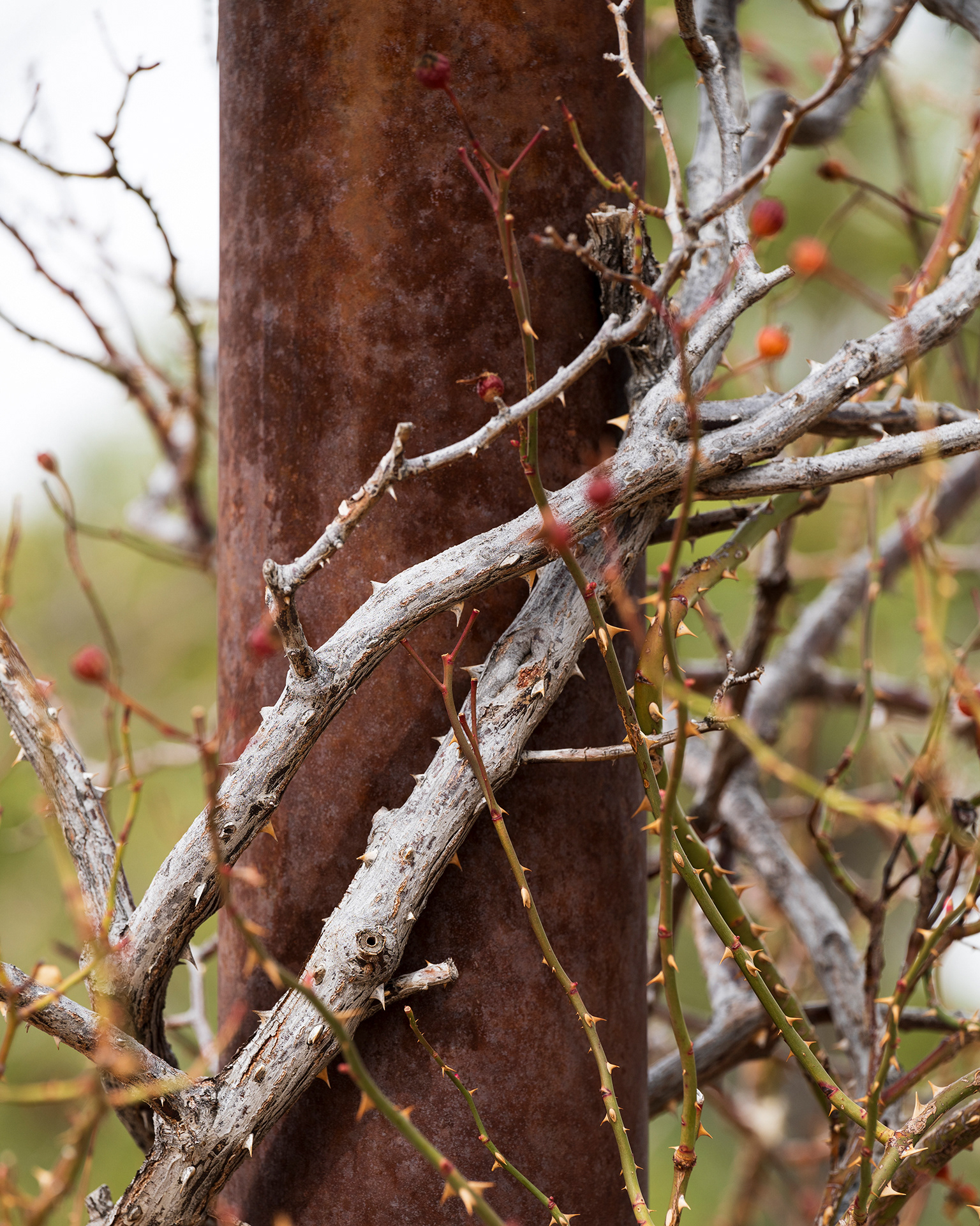 The mottled white bark of a rose vine twining around a richly rusted arbor beam.