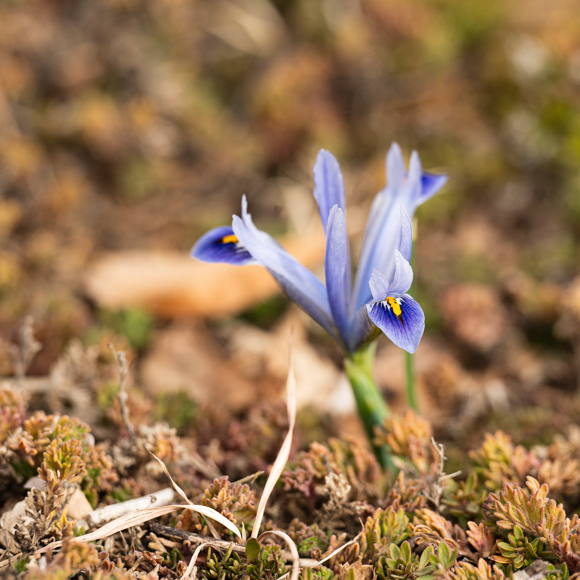 Bright hits of yellow stand out against the rich blue falls that fade into pale blue of this dwarf iris.