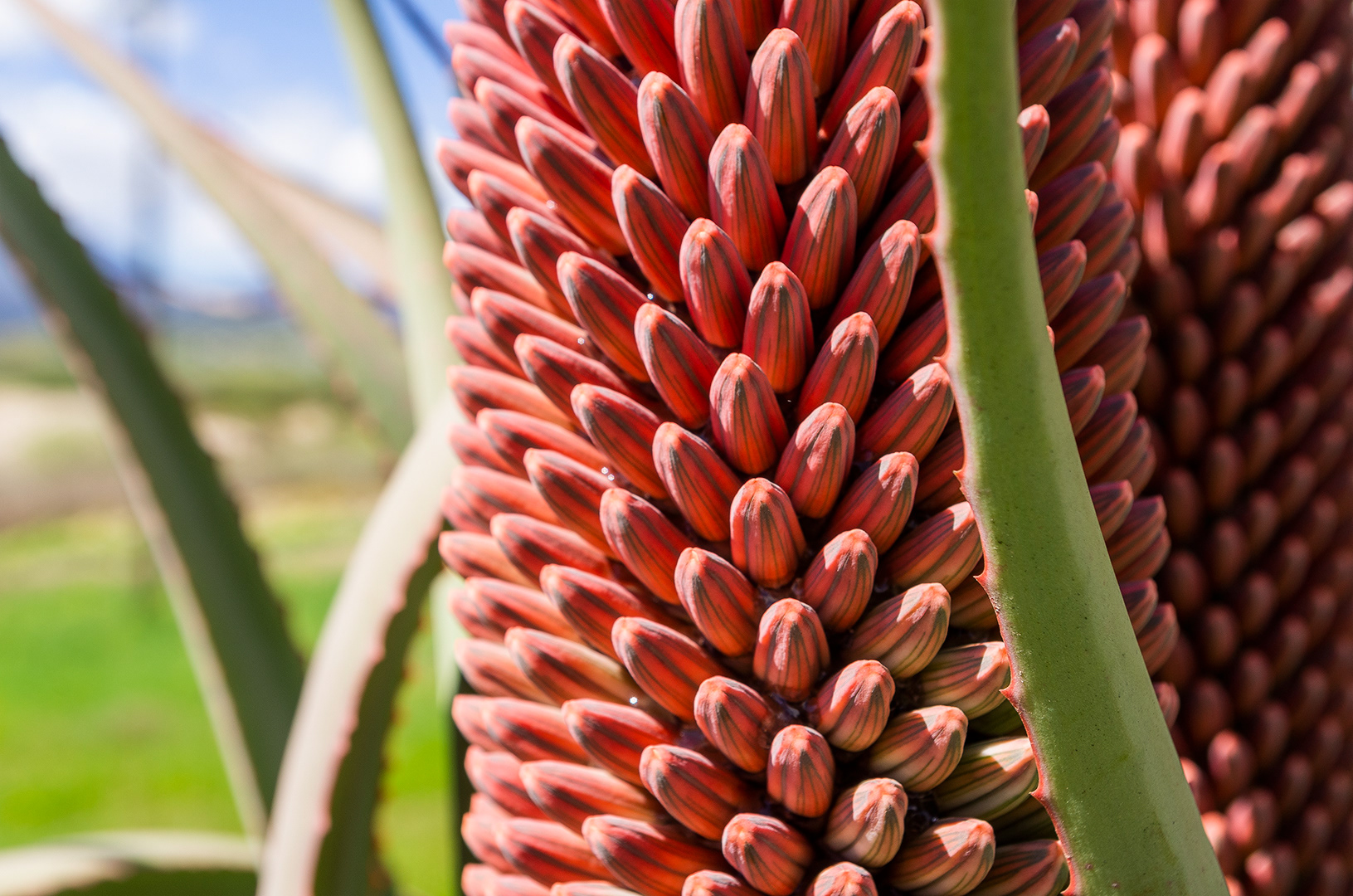 stalks of budding aloes, predominately a pinkish-orange with stripes of blackish-green