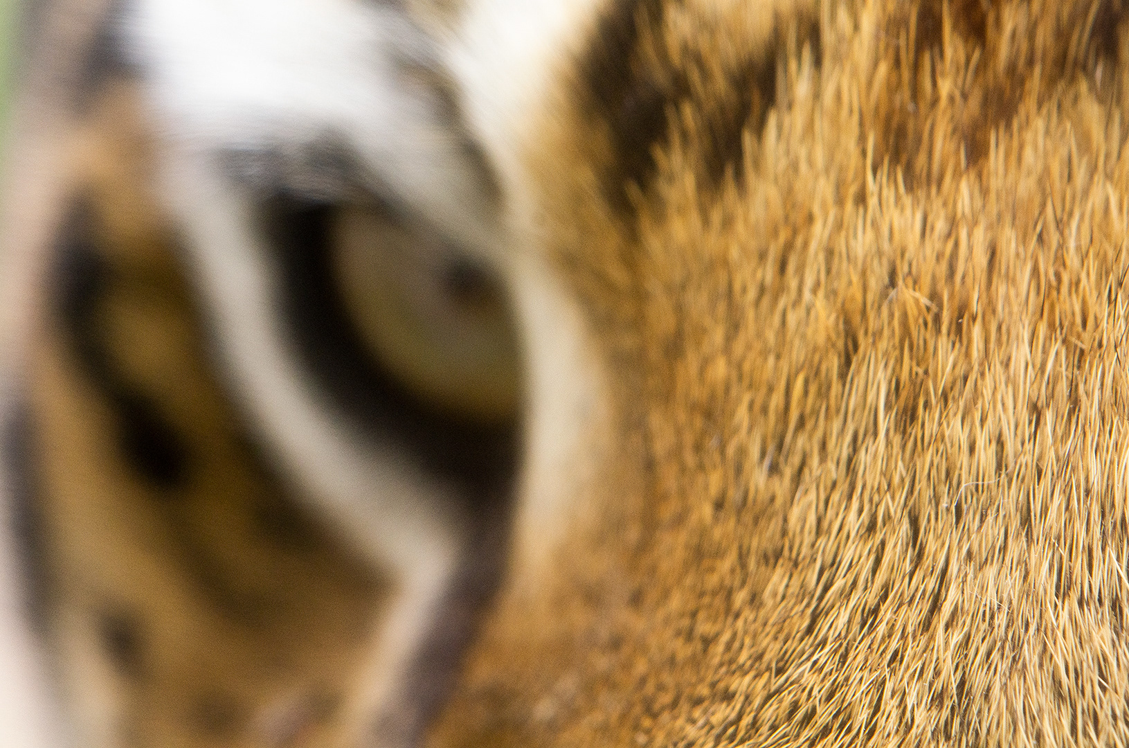 half of the oval face of an Amur Tiger, the focus of the image on the fine bristly hairs of its nose fading into defocus.