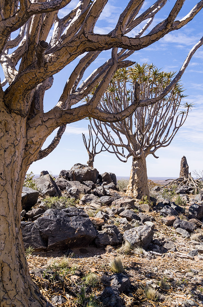 An arid rock strewn landscape focusing in on the standing quiver trees, a large succulent