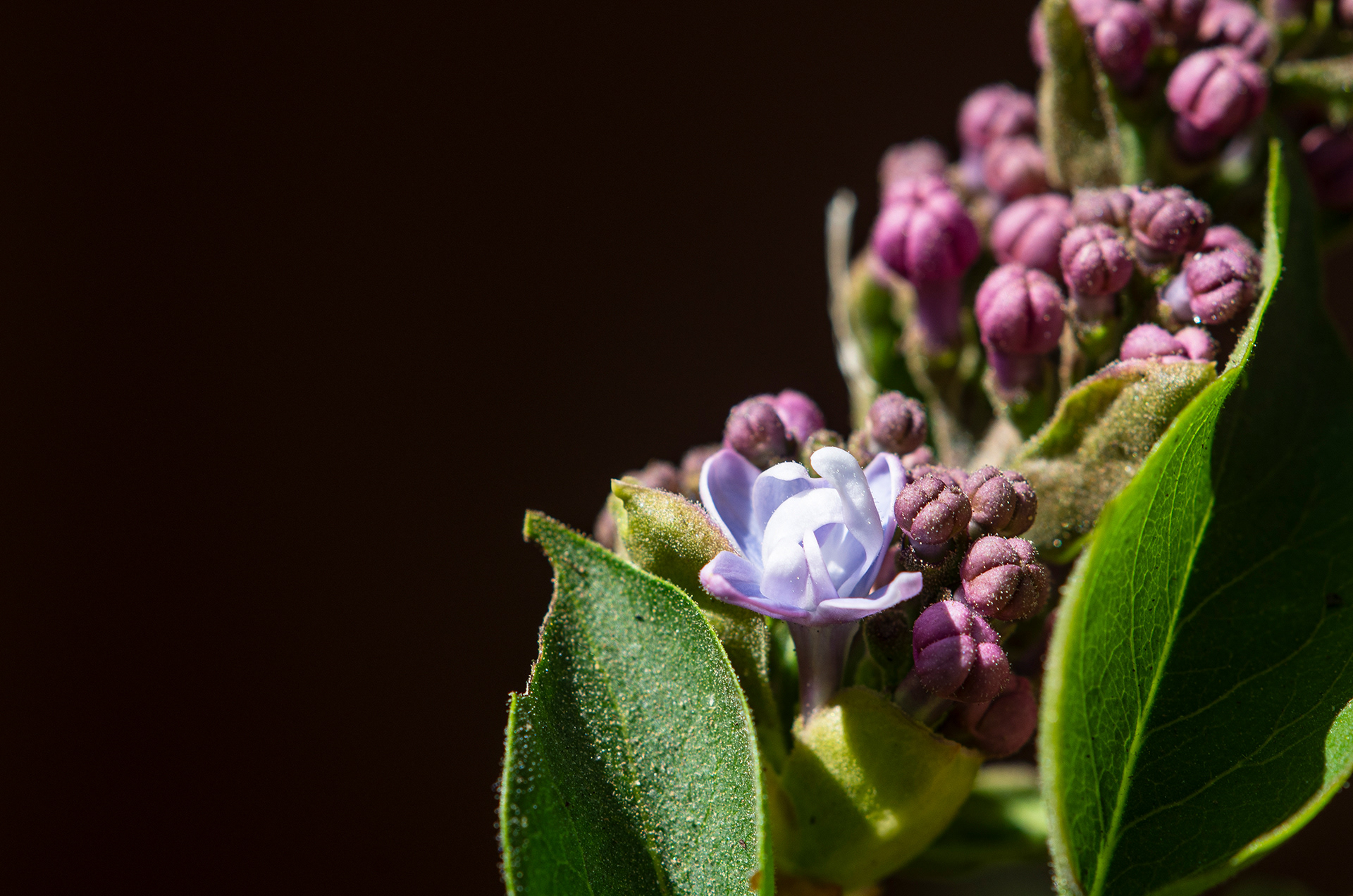 A single pale blue lilac flower amongst a sprig of purple buds.