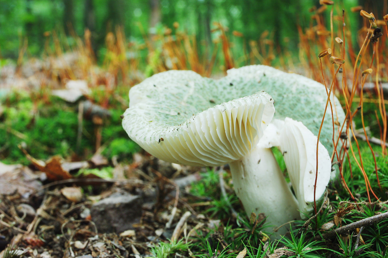 low to the forest floor the white gills and soft green top of a mushroom stand out from the defocused background