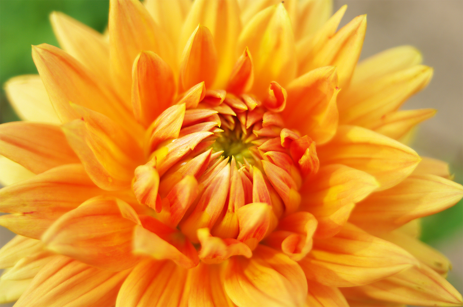 A partially unfurled dahlia, bright orange in the center and softening to yellow