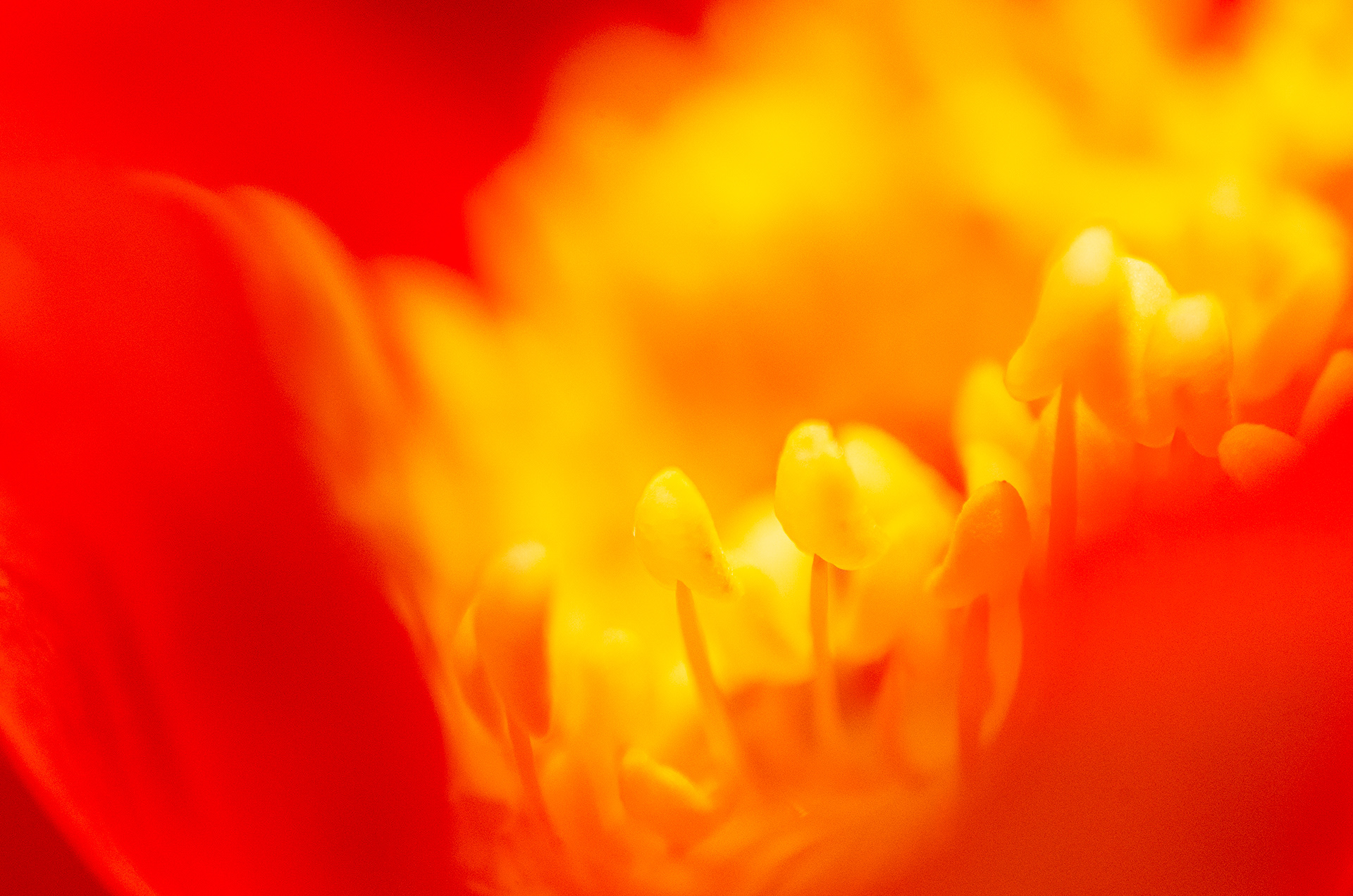 Brilliant orange, yellow, and red blaze out in this macro image of stamen from an Austrian Copper Rose, Rosa foetida.