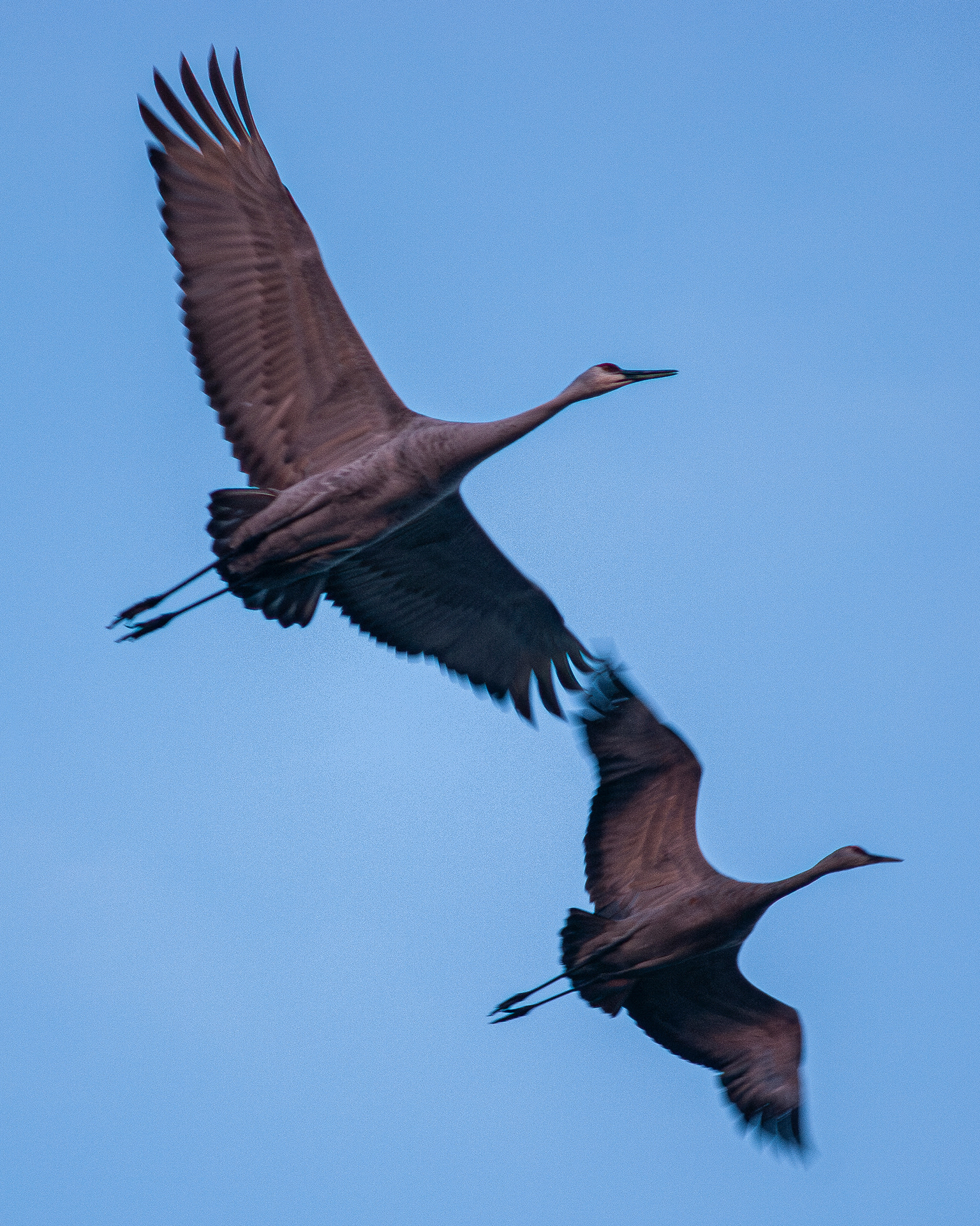 two Sandhill cranes in the early morning light flying directly above me.  Ones wings outstretched and still while the other is blurred in mid-flap.