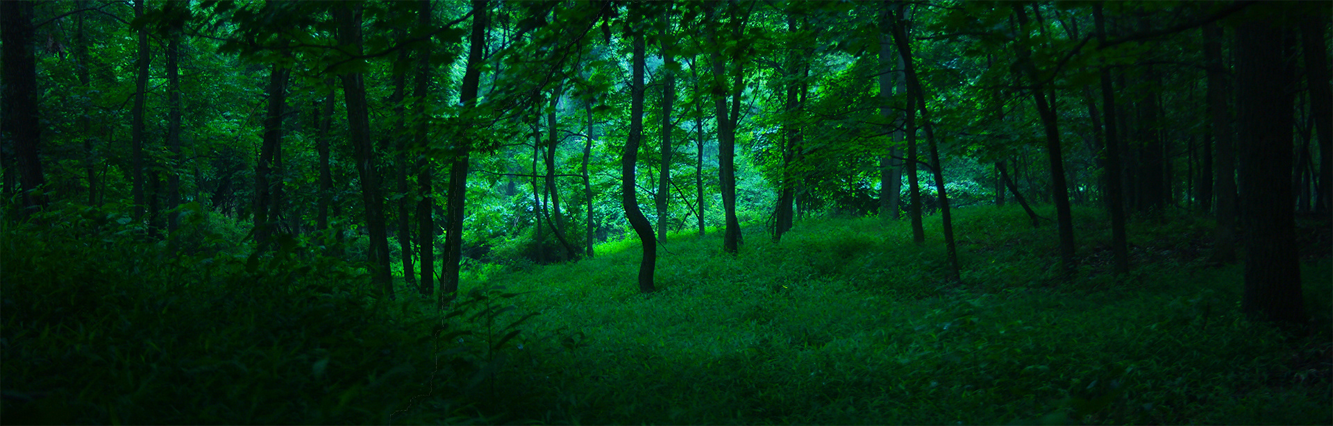 At dusk looking into a deeply shadowed forest that glows green and black with the light coming through an opening in the background canopy.