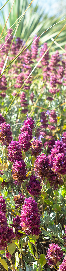 A tall vertical panorama of multiple Mojave Sage.  Their rich purple flowers standing out against their bluish-green foliage