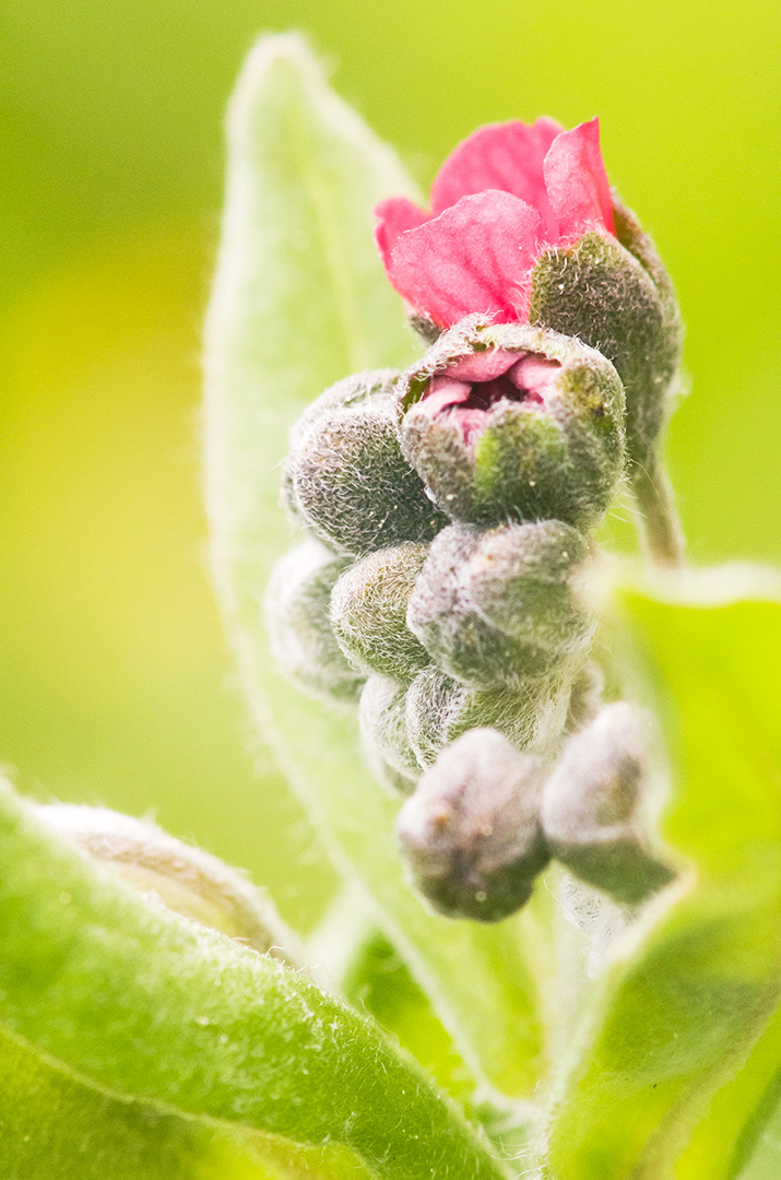 One partially opened pink flower nestled with a cluster of unopened furry green buds.  The leaves and the background are an almost electric yellow green.