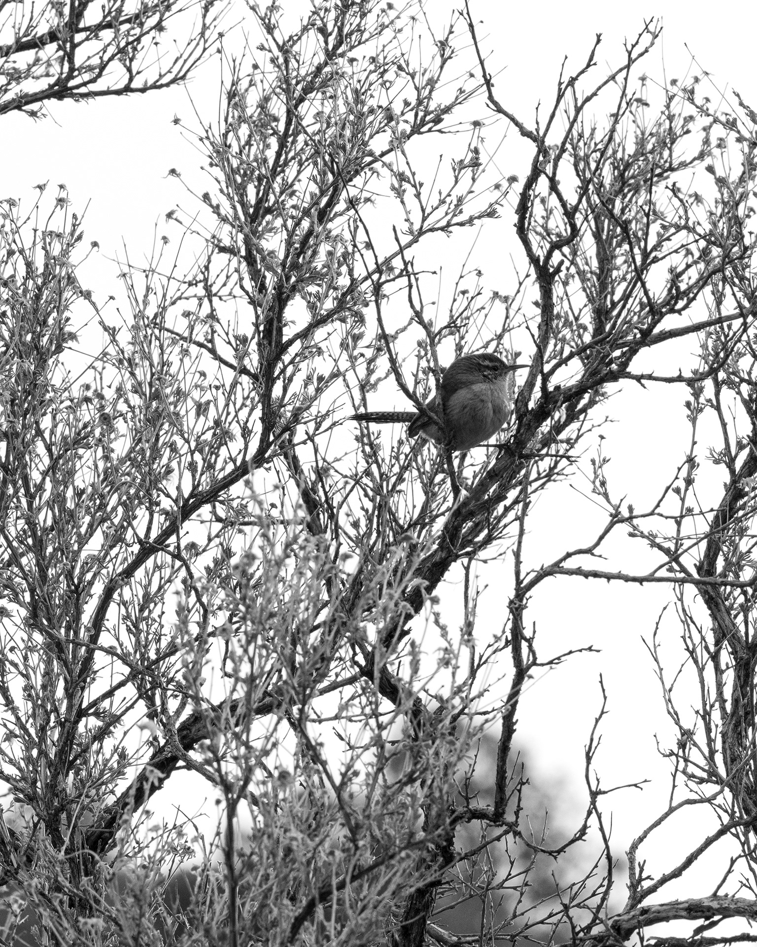 A wren perched amongst late winter chamisa, processed in shades of grey against the white of the sky