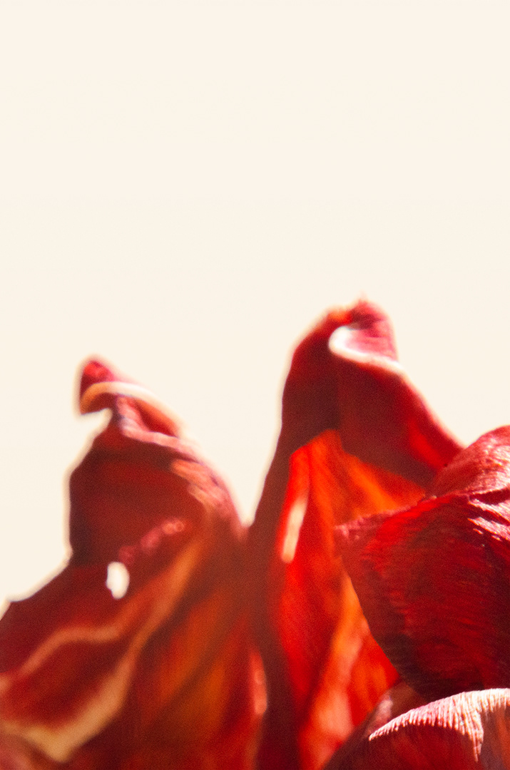 Red tulip petals in decaying form, almost like dancers in pose, against bright near white background