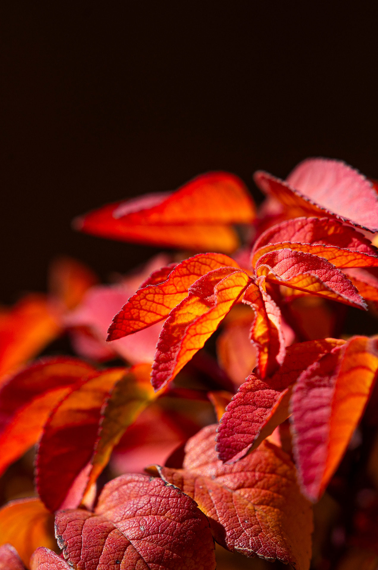 Translucent red and orange autumn rose leaves glow against the black shade.
