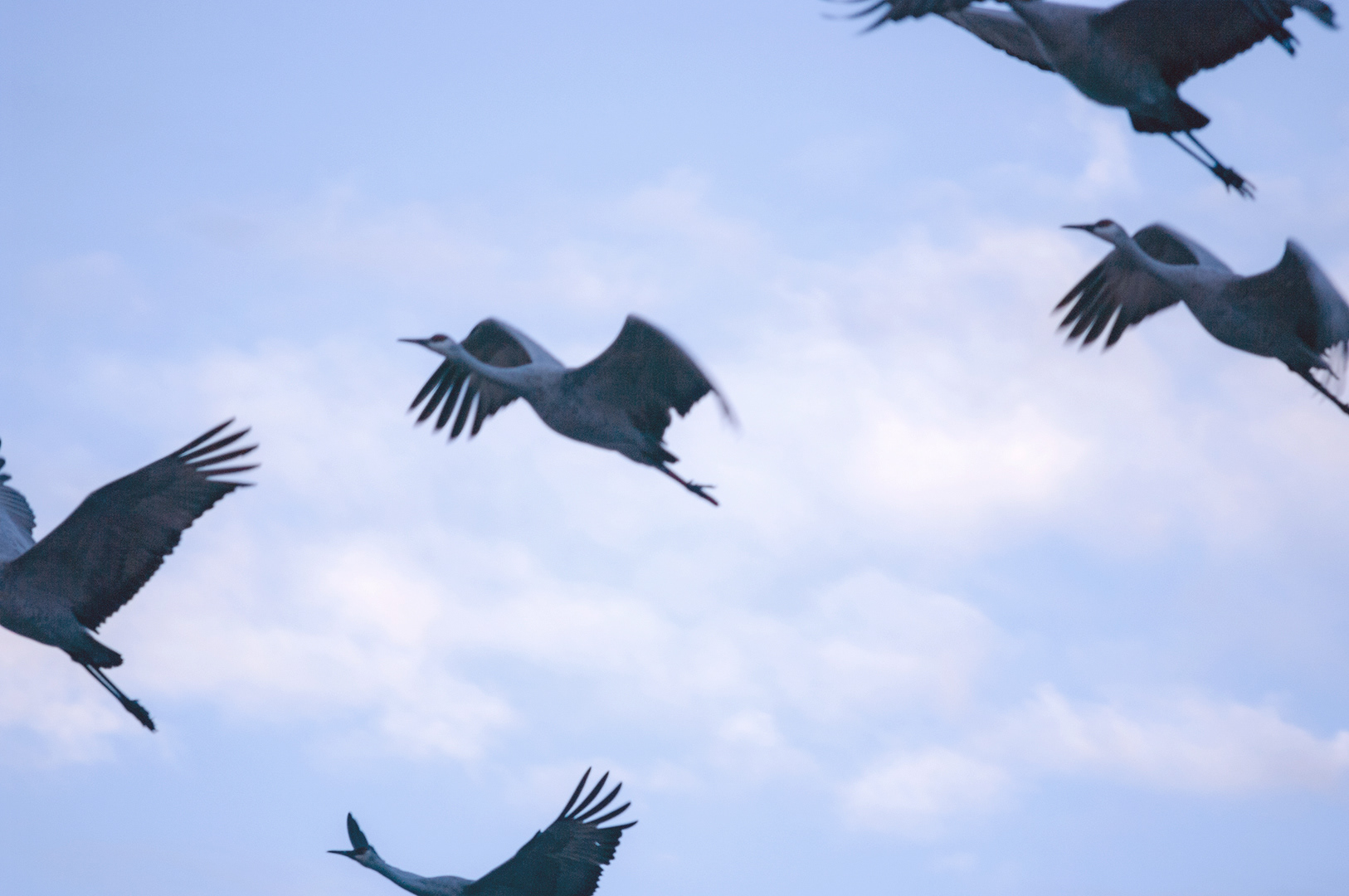 5 Sandhill cranes flying overhead, the soft white clouds subtle against a greyish blue sky.