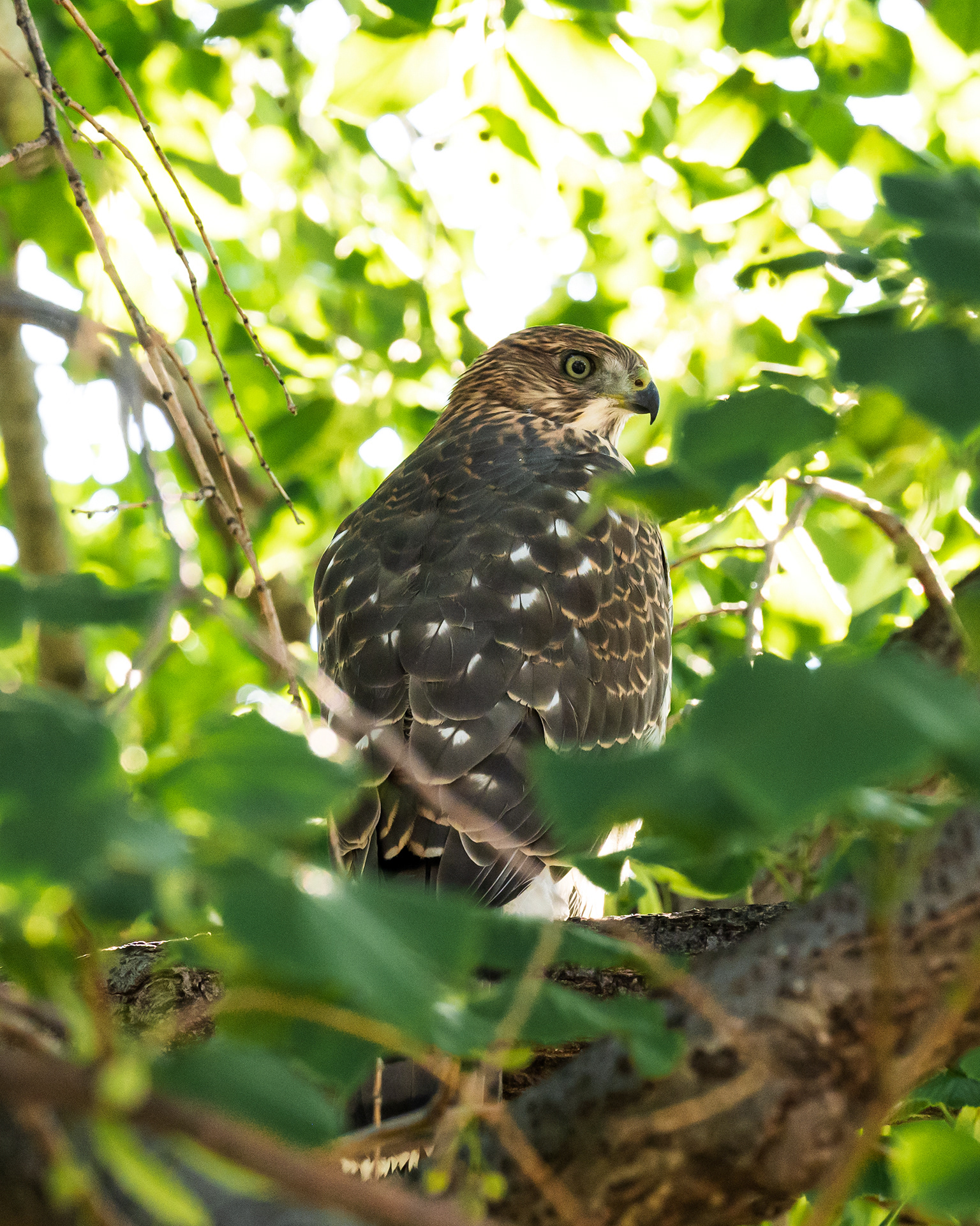 a coopers hawk giving me a sideways glace over their wing.  They are nestled among the leaves of a tree shining brightly in the sun
