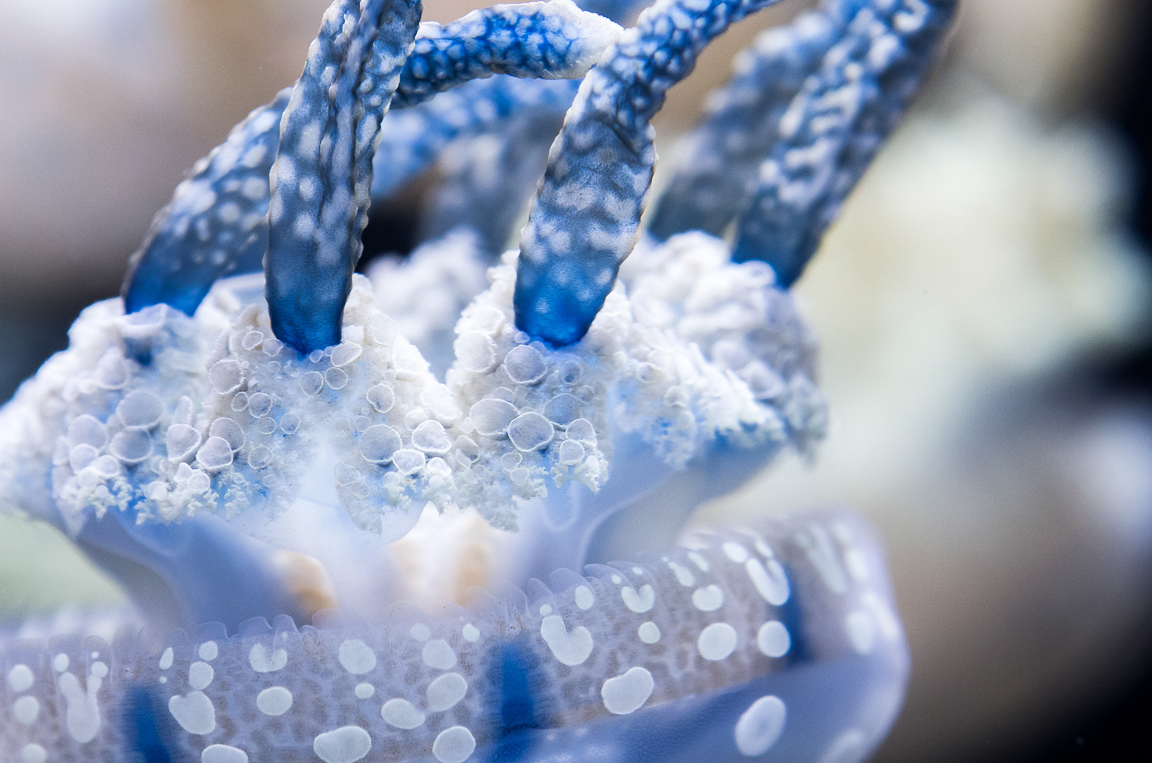 A spotted blue and white jellyfish with delicate lacy edges floats by in an aquarium.