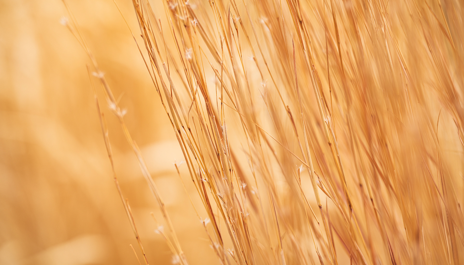 Thin copper and tan ornamental grasses blend into a tapestry of color with a shallow depth of field.