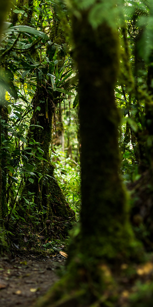 looking down a jungle trail, beyond a moss covered tree, to an interesting collection of plants full of textures and light