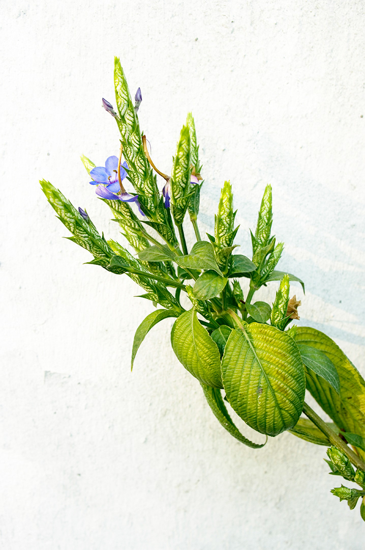 A cluster of unopened variegated leaves with small violet-blue flowers isolated against a white plaster wall