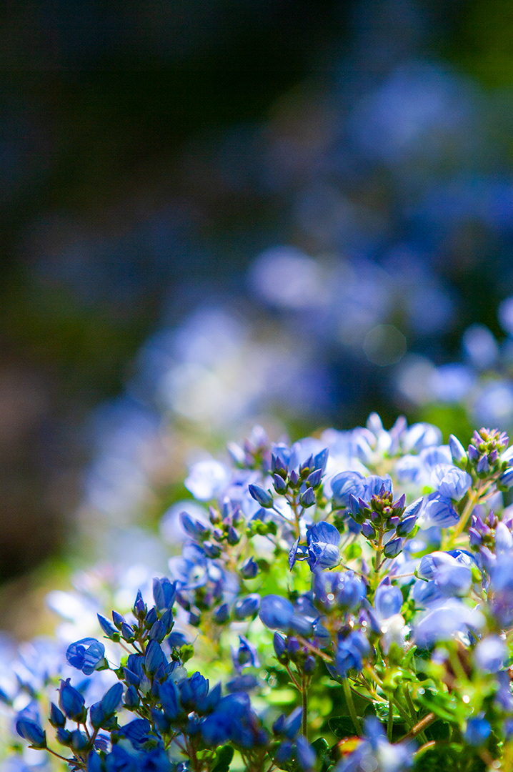 a sunlight blue cluster of flowers recedes into shadowed defocus