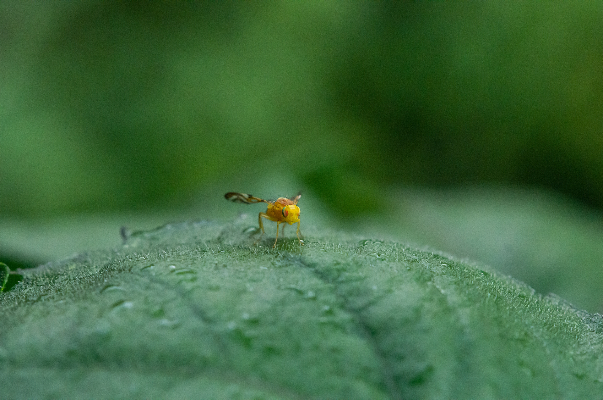 a very small bright yellow fly with mottled wings and red to green metallic eyes sitting on a rich grenn sunflower leaf