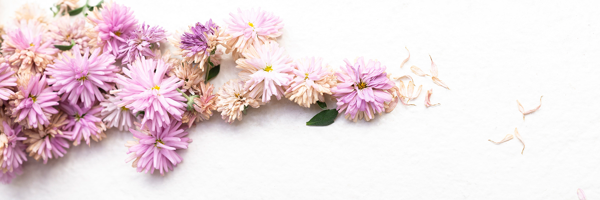 A mix of pink chrysanthemum flowers and petals in various states of dryness arranged along a white background