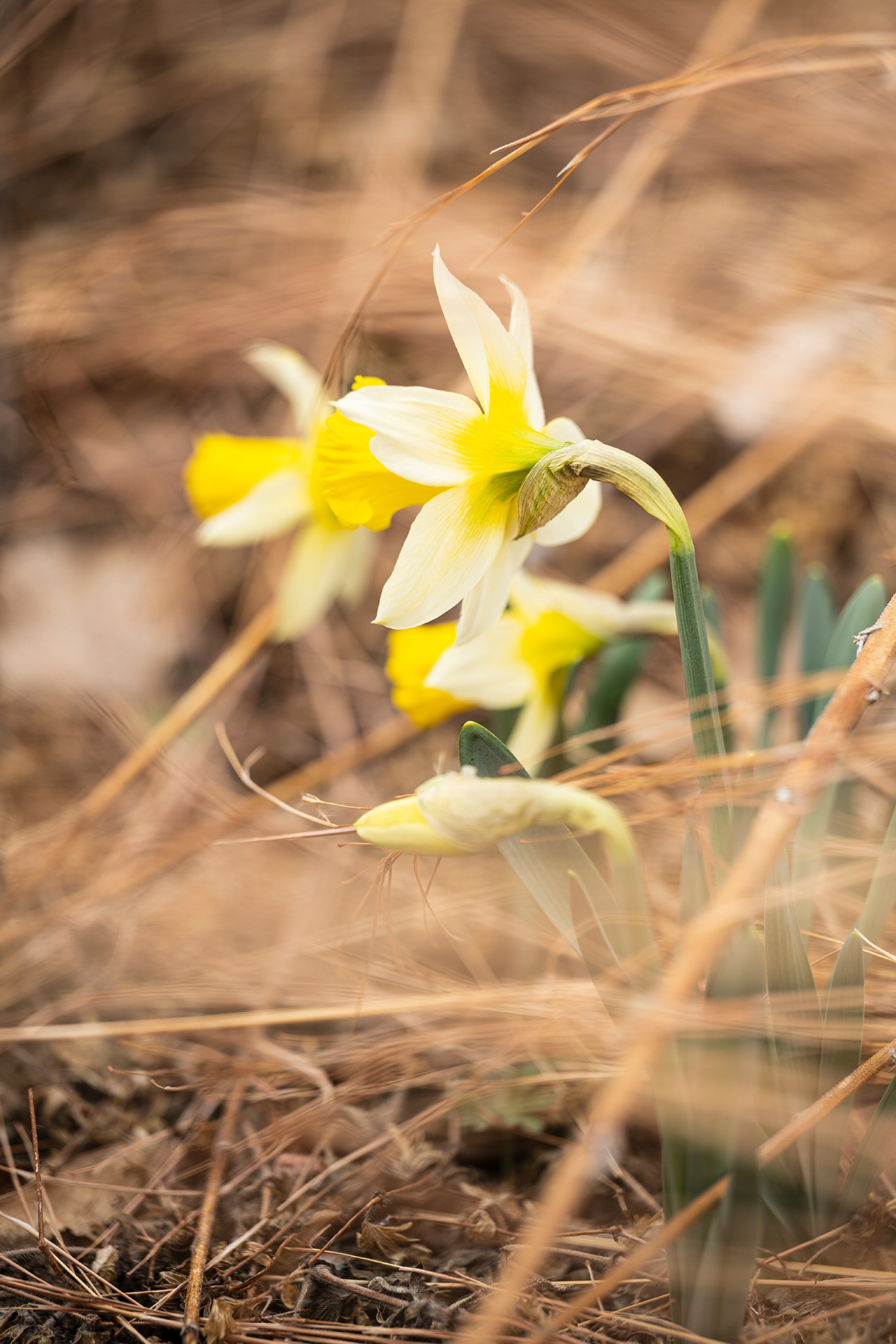 A group of daffodils, bright yellow and creamy white, bloom amongst the still dry grasses at Santa Fe Botanical Garden.