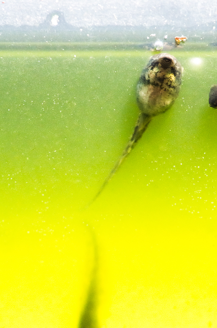 a tadpole, without limbs, feeding at the surface of water that is electric algae bloom green.