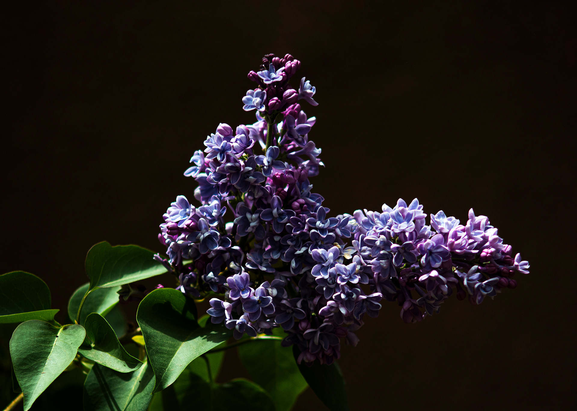 Two rich blooming columns of purple and blue framed against a dark black background; Lilac.