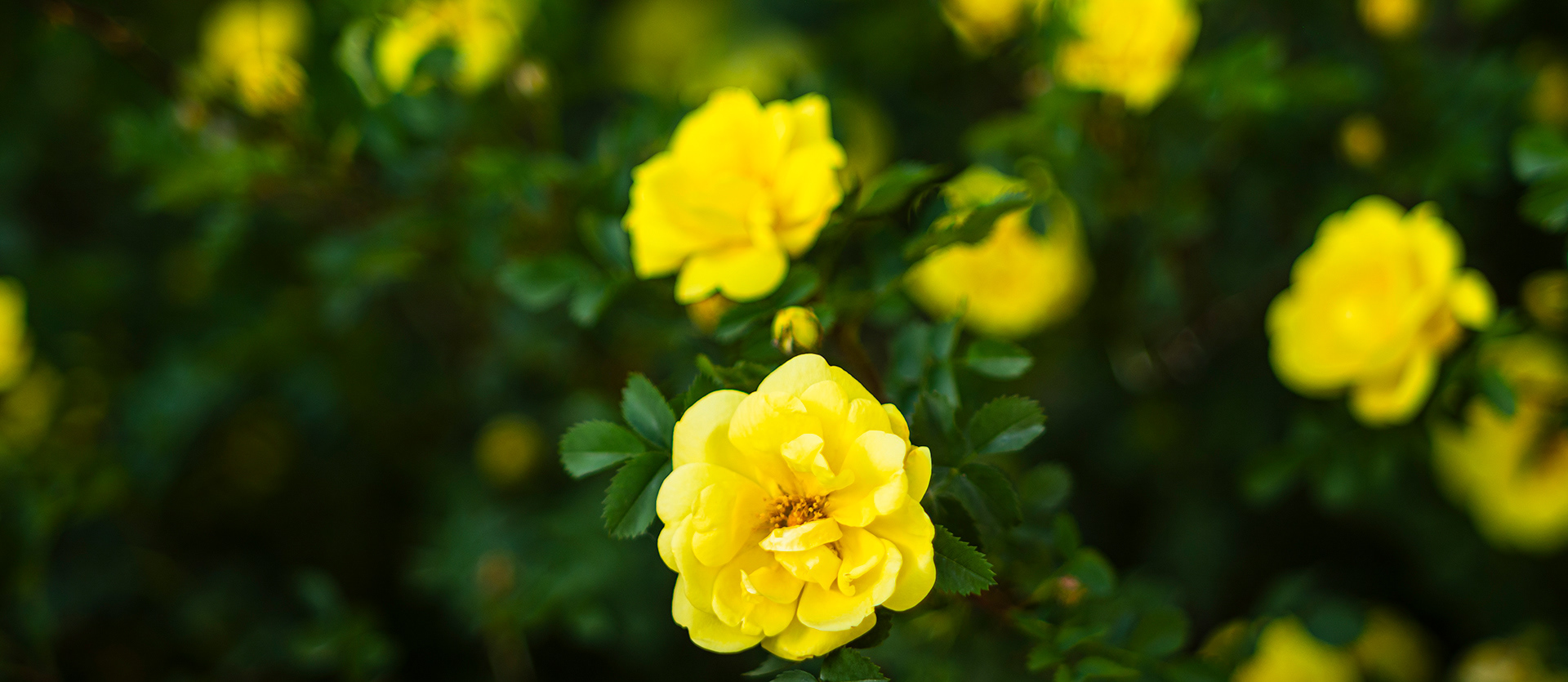 A dreamy panoramic blur of vibrant yellow roses enveloped by rich green foliage. Rosa 'Harison's Yellow'