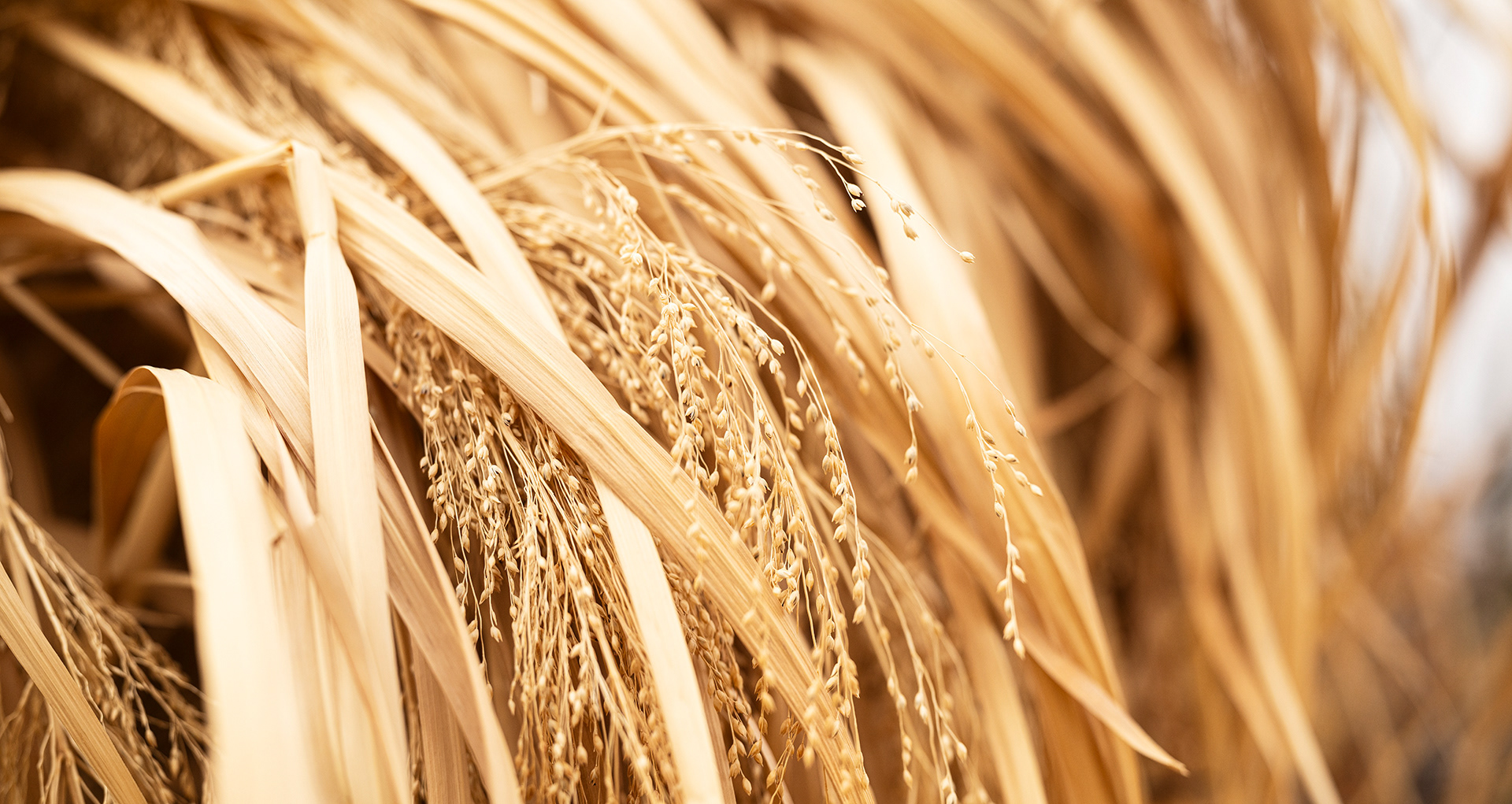 Golden straw white ornamental grasses draping over delicate dried flowers.
