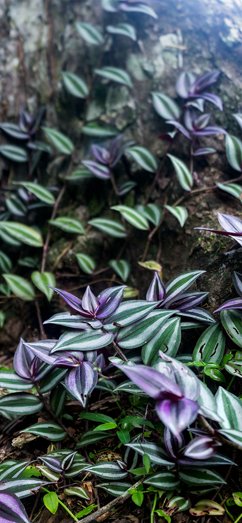 a soft morning light washes over a variegated vine with leaf clusters that transition from deep green to a bright purple