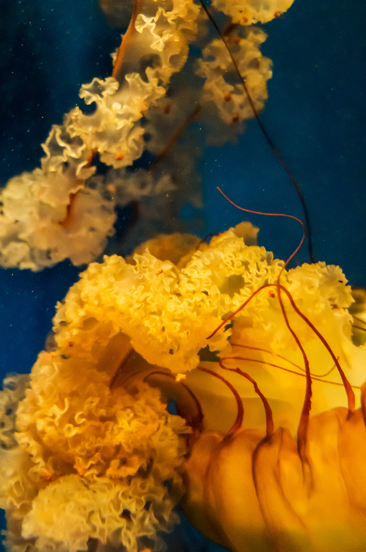 ruffled creamy orange and yellow jellyfish float amongst a starfield of particles illuminated in a watery environment of richly mottled deep sea blue