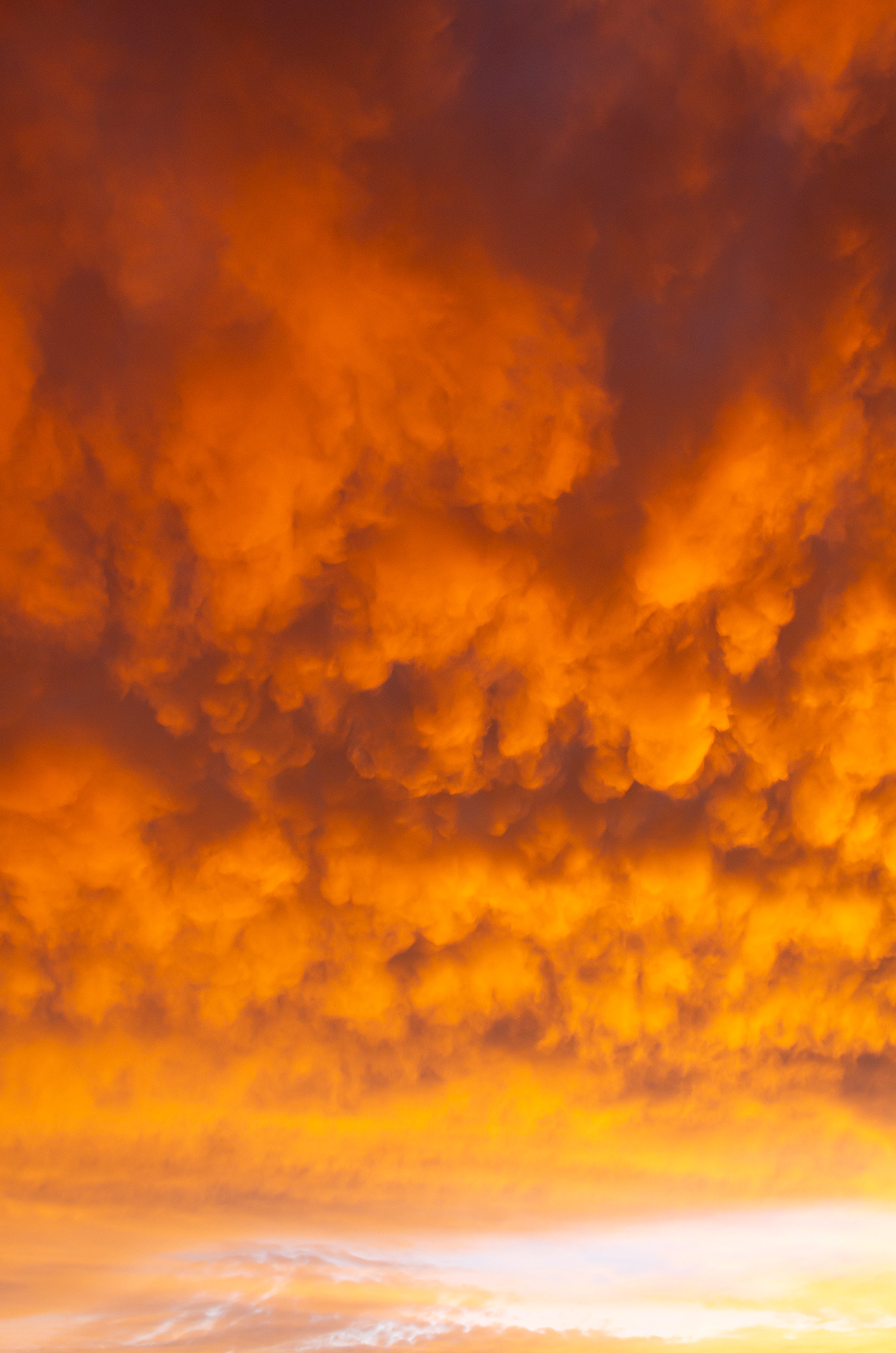 The brilliantly orange sunset illuminates the mammatus clouds, which glow a deep blue purple in the depths of their folds
