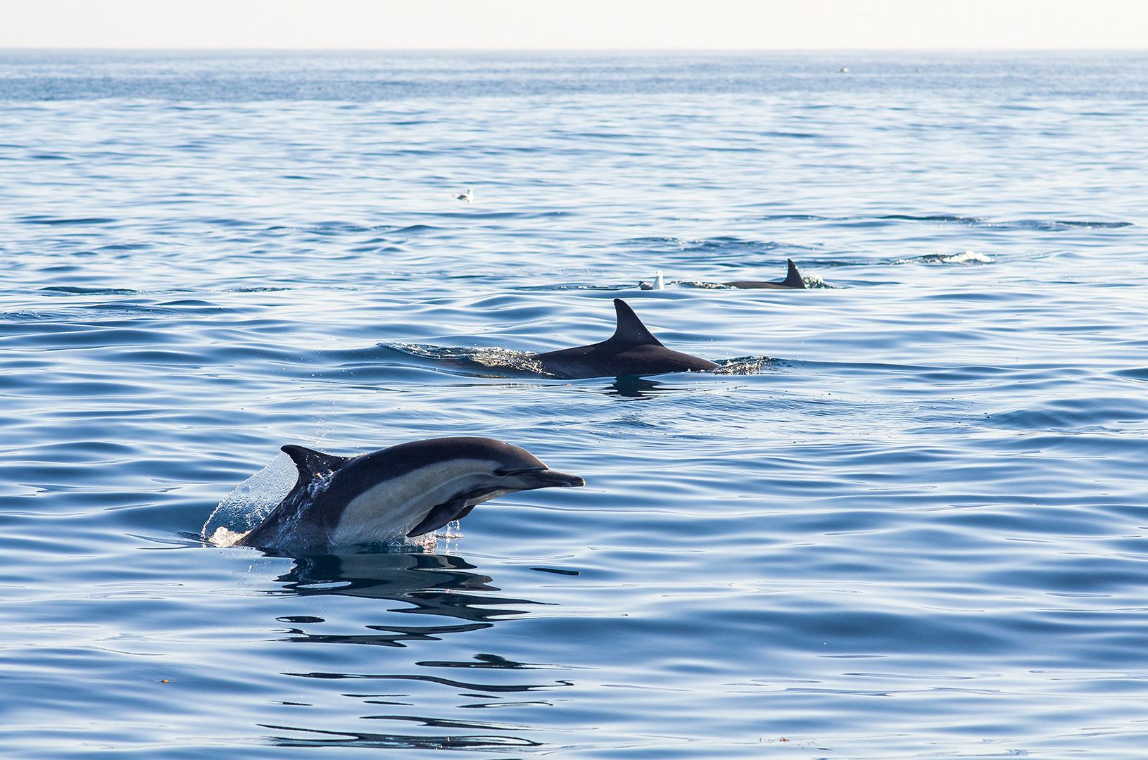 A dolphin leaping from the water, the water slice still like glass from its dorsal fin.