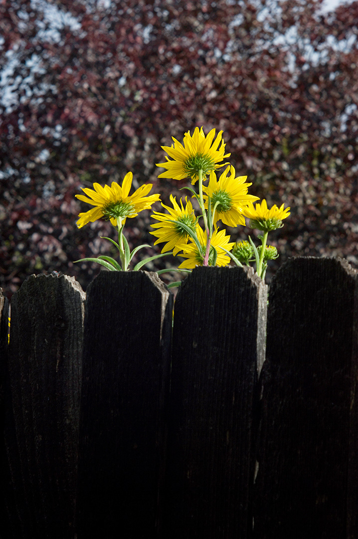The green and yellow of a brilliant cluster of sunflowers contrasts strongly against the dark shaded fenceline and the deep maroon foliage in the background