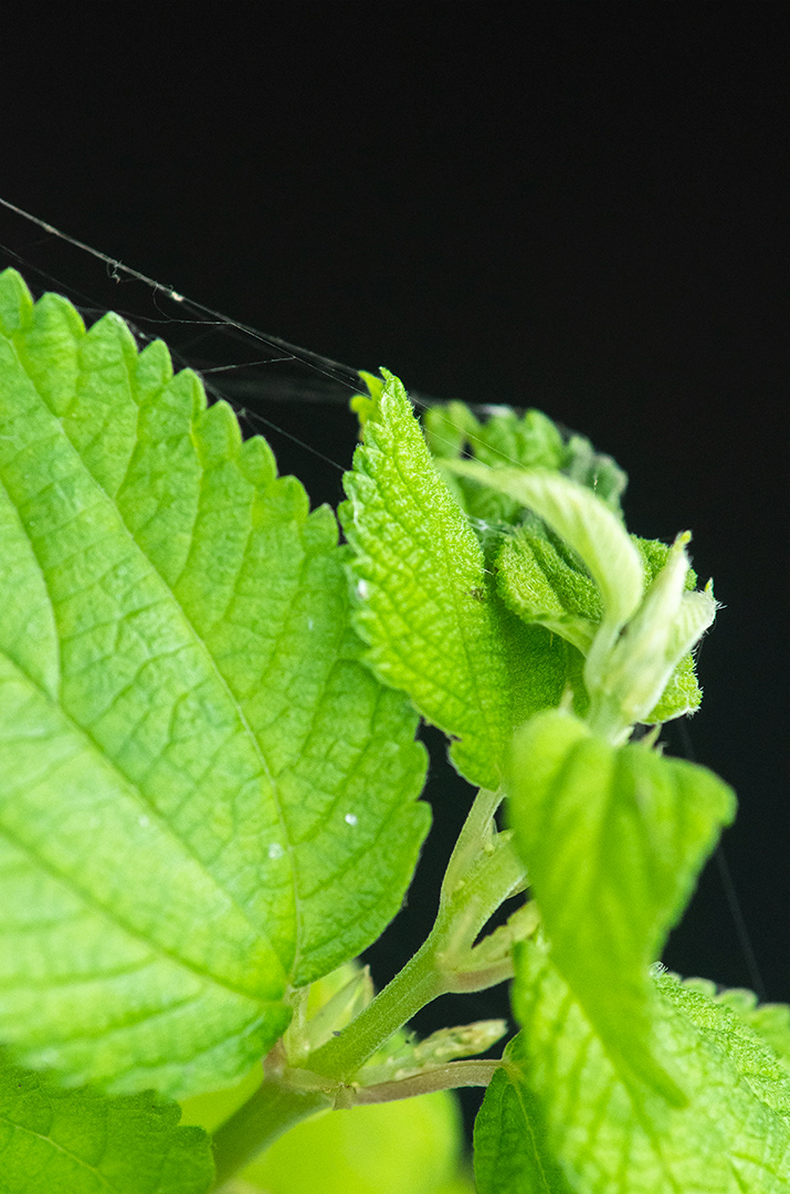 a vibrant green leafy shoot with cobwebs against deep black shadows