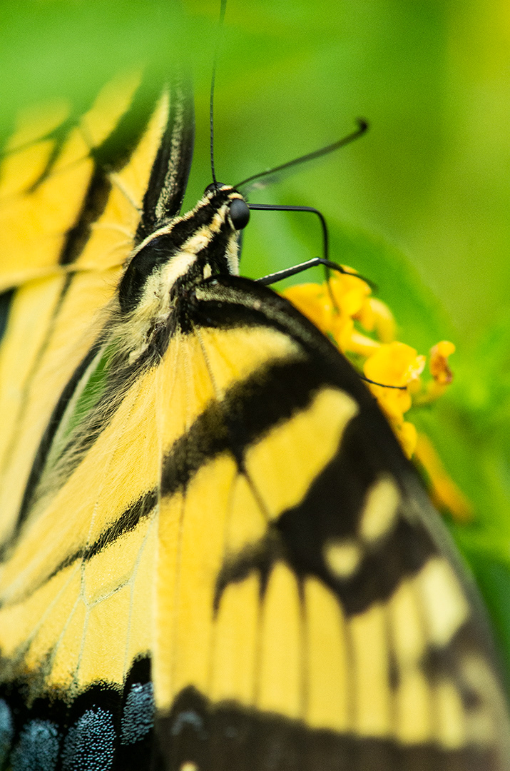 A female swallowtail feeding at small yellow flowers, her iridescent blue scales like stars against her black stripes